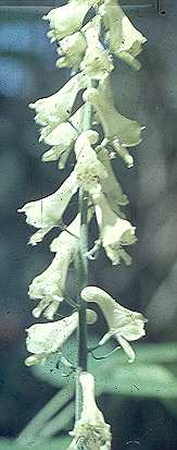 Aconitum lasiostomum