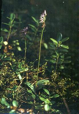 Neottianthe cucullata